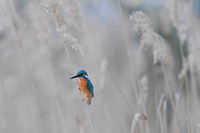Kingfisher / Zimorodek