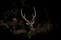 Spotted deer