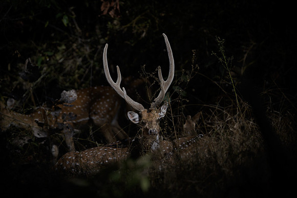 Spotted deer
