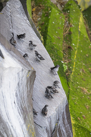 Least Auklet
