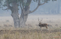Spotted deer