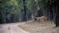 Spotted deer