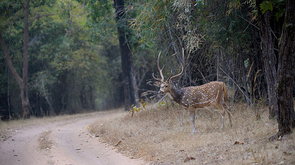 Spotted deer