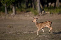 Spotted deer
