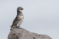 Least Auklet