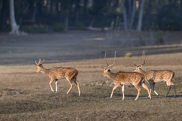 Spotted deer