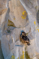 Least Auklet