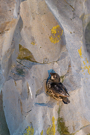 Least Auklet