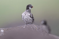 Least Auklet