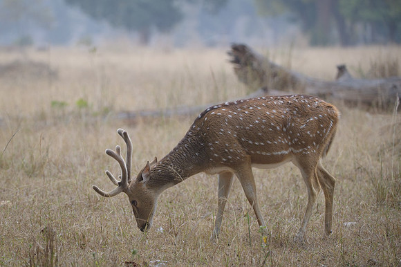 Spotted deer