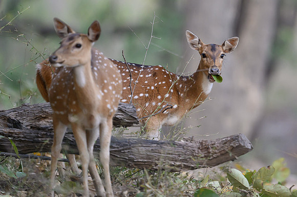 Spotted deer