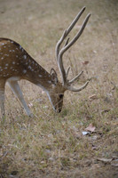 Spotted deer