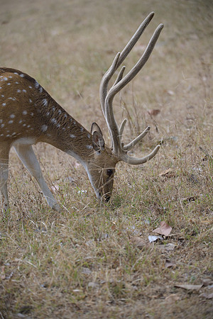 Spotted deer