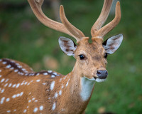 Spotted deer