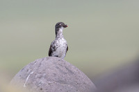 Least Auklet
