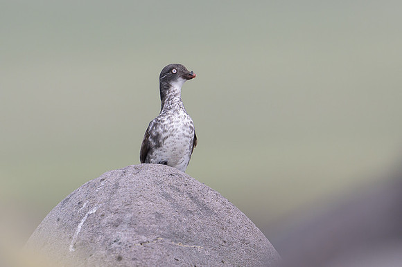 Least Auklet