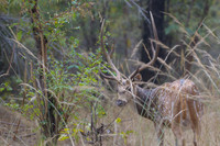 Spotted deer