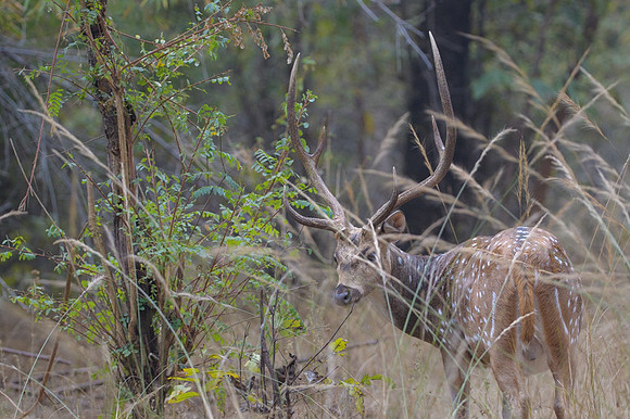 Spotted deer