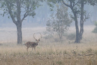 Spotted deer