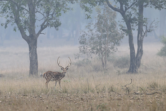 Spotted deer