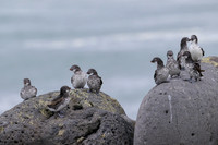 Least Auklet
