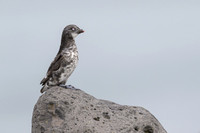 Least Auklet