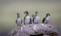 Least Auklet