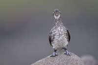 Least Auklet
