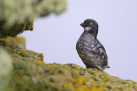Least Auklet