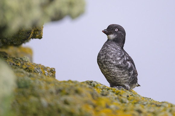 Least Auklet