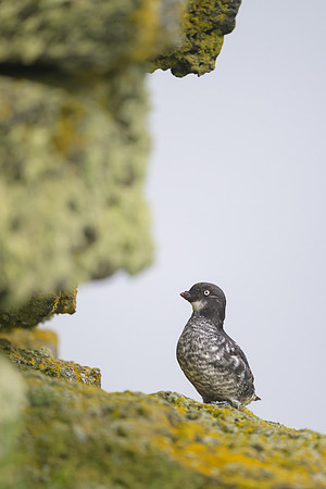 Least Auklet