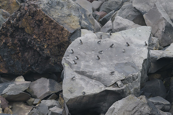 Least Auklet