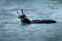 Galapagos penguin