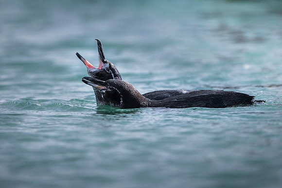 Galapagos penguin