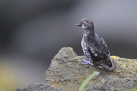 Least Auklet