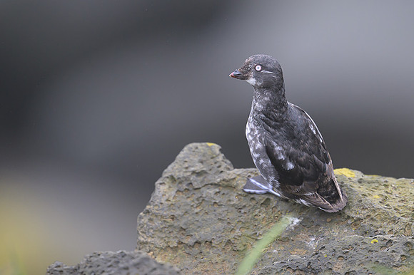 Least Auklet
