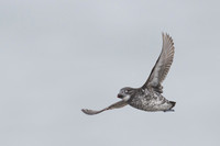 Least Auklet
