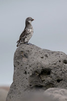 Least Auklet
