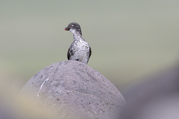 Least Auklet