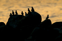 Least Auklet