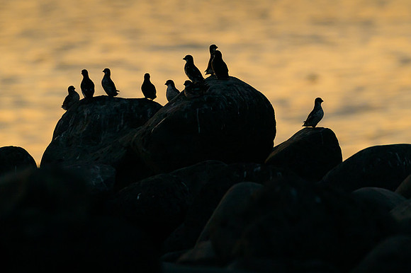 Least Auklet