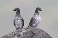 Least Auklet