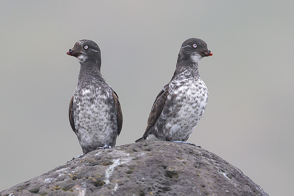Least Auklet