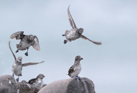 Least Auklet