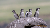 Least Auklet