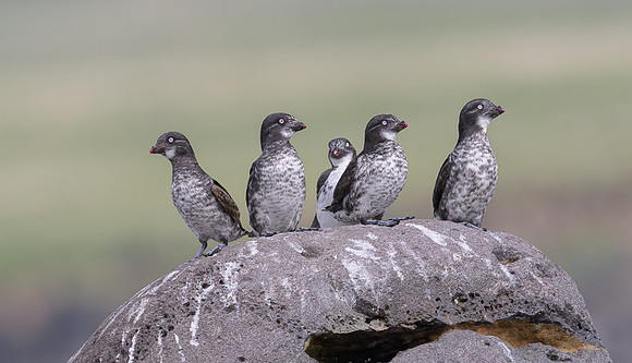 Least Auklet