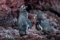Galapagos penguin