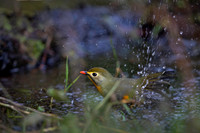 Red billed leotrix