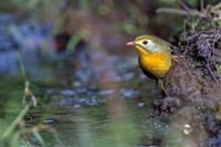 Red billed leotrix