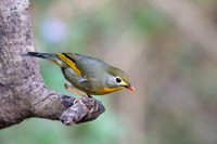 Red billed leotrix